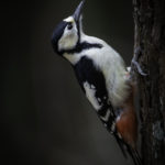 2022年5月25日から31日まで、角田市民センターで開催の野鳥写真展「角田市とその周辺にやって来る野鳥達」に展示する作品です。作品番号４１　アカゲラ♀