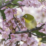 2022年5月25日から31日まで、角田市民センターで開催の野鳥写真展「角田市とその周辺にやって来る野鳥達」に展示する作品です。作品番号64　メジロ