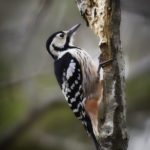 2022年5月25日から31日まで、角田市民センターで開催の野鳥写真展「角田市とその周辺にやって来る野鳥達」に展示する作品です。作品番号36　オオアカゲラ♀