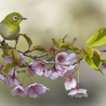 2022年5月25日から31日まで、角田市民センターで開催の野鳥写真展「角田市とその周辺にやって来る野鳥達」に展示する作品です。作品番号65　メジロ