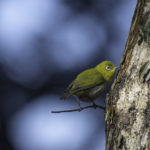 2022年5月25日から31日まで、角田市民センターで開催の野鳥写真展「角田市とその周辺にやって来る野鳥達」に展示する作品です。作品番号61　メジロ