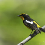 2022年5月25日から31日まで、角田市民センターで開催の野鳥写真展「角田市とその周辺にやって来る野鳥達」に展示する作品です。作品番号32　キビタキ♂