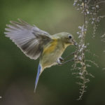 2022年5月25日から31日まで、角田市民センターで開催の野鳥写真展「角田市とその周辺にやって来る野鳥達」に展示する作品です。作品番号81　ルリビタキ♀