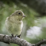 2022年5月25日から31日まで、角田市民センターで開催の野鳥写真展「角田市とその周辺にやって来る野鳥達」に展示する作品です。作品番号40　キビタキ幼鳥