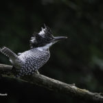 2022年5月25日から31日まで、角田市民センターで開催の野鳥写真展「角田市とその周辺にやって来る野鳥達」に展示する作品です。作品番号69　ヤマセミ