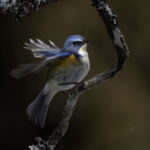 2022年5月25日から31日まで、角田市民センターで開催の野鳥写真展「角田市とその周辺にやって来る野鳥達」に展示する作品です。作品番号76　ルリビタキ♂