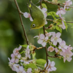 2022年5月25日から31日まで、角田市民センターで開催の野鳥写真展「角田市とその周辺にやって来る野鳥達」に展示する作品です。作品番号60　メジロ