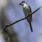 2022年5月25日から31日まで、角田市民センターで開催の野鳥写真展「角田市とその周辺にやって来る野鳥達」に展示する作品です。作品番号27　サンショウクイ