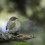 2022年5月25日から31日まで、角田市民センターで開催の野鳥写真展「角田市とその周辺にやって来る野鳥達」に展示する作品です。作品番号４９　幼鳥