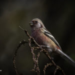 2022年5月25日から31日まで、角田市民センターで開催の野鳥写真展「角田市とその周辺にやって来る野鳥達」に展示する作品です。作品番号35　ベニマシコ♂