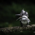 2022年5月25日から31日まで、角田市民センターで開催の野鳥写真展「角田市とその周辺にやって来る野鳥達」に展示する作品です。作品番号71　ヤマセミ