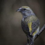 2022年5月25日から31日まで、角田市民センターで開催の野鳥写真展「角田市とその周辺にやって来る野鳥達」に展示する作品です。作品番号11　イスカ♀