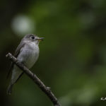 2022年5月25日から31日まで、角田市民センターで開催の野鳥写真展「角田市とその周辺にやって来る野鳥達」に展示する作品です。作品番号21　コサメビタキ