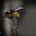 2022年5月25日から31日まで、角田市民センターで開催の野鳥写真展「角田市とその周辺にやって来る野鳥達」に展示する作品です。作品番号39　ジョウビタキ♂