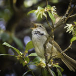 2022年5月25日から31日まで、角田市民センターで開催の野鳥写真展「角田市とその周辺にやって来る野鳥達」に展示する作品です。作品番号18　ウグイス