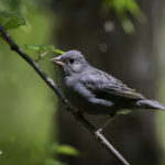 2022年5月25日から31日まで、角田市民センターで開催の野鳥写真展「角田市とその周辺にやって来る野鳥達」に展示する作品です。作品番号24　クロジ♂