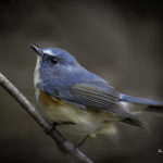 2022年5月25日から31日まで、角田市民センターで開催の野鳥写真展「角田市とその周辺にやって来る野鳥達」に展示する作品です。作品番号80　ルリビタキ♂