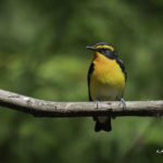 2022年5月25日から31日まで、角田市民センターで開催の野鳥写真展「角田市とその周辺にやって来る野鳥達」に展示する作品です。作品番号30　キビタキ♂