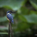 2022年5月25日から31日まで、角田市民センターで開催の野鳥写真展「角田市とその周辺にやって来る野鳥達」に展示する作品です。作品番号25　カワセミ