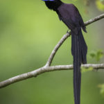 2022年5月25日から31日まで、角田市民センターで開催の野鳥写真展「角田市とその周辺にやって来る野鳥達」に展示する作品です。作品番号28　サンコウチョウ♂