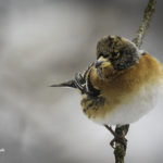 2022年5月25日から31日まで、角田市民センターで開催の野鳥写真展「角田市とその周辺にやって来る野鳥達」に展示する作品です。作品番号37　アトリ