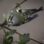 2022年5月25日から31日まで、角田市民センターで開催の野鳥写真展「角田市とその周辺にやって来る野鳥達」に展示する作品です。作品番号５　キクイタダキ