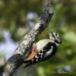 アカゲラの写真です