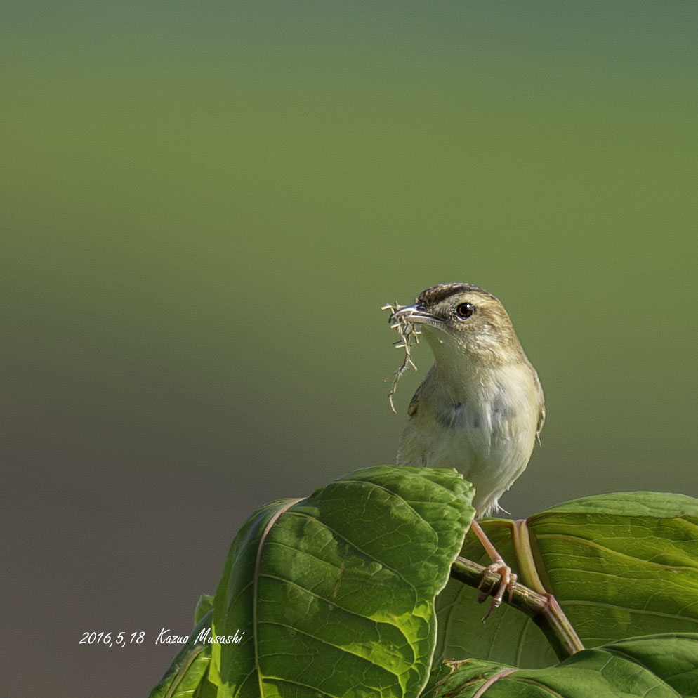 河原にやってきたセッカ