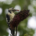 北海道で出会ったアカゲラの写真です