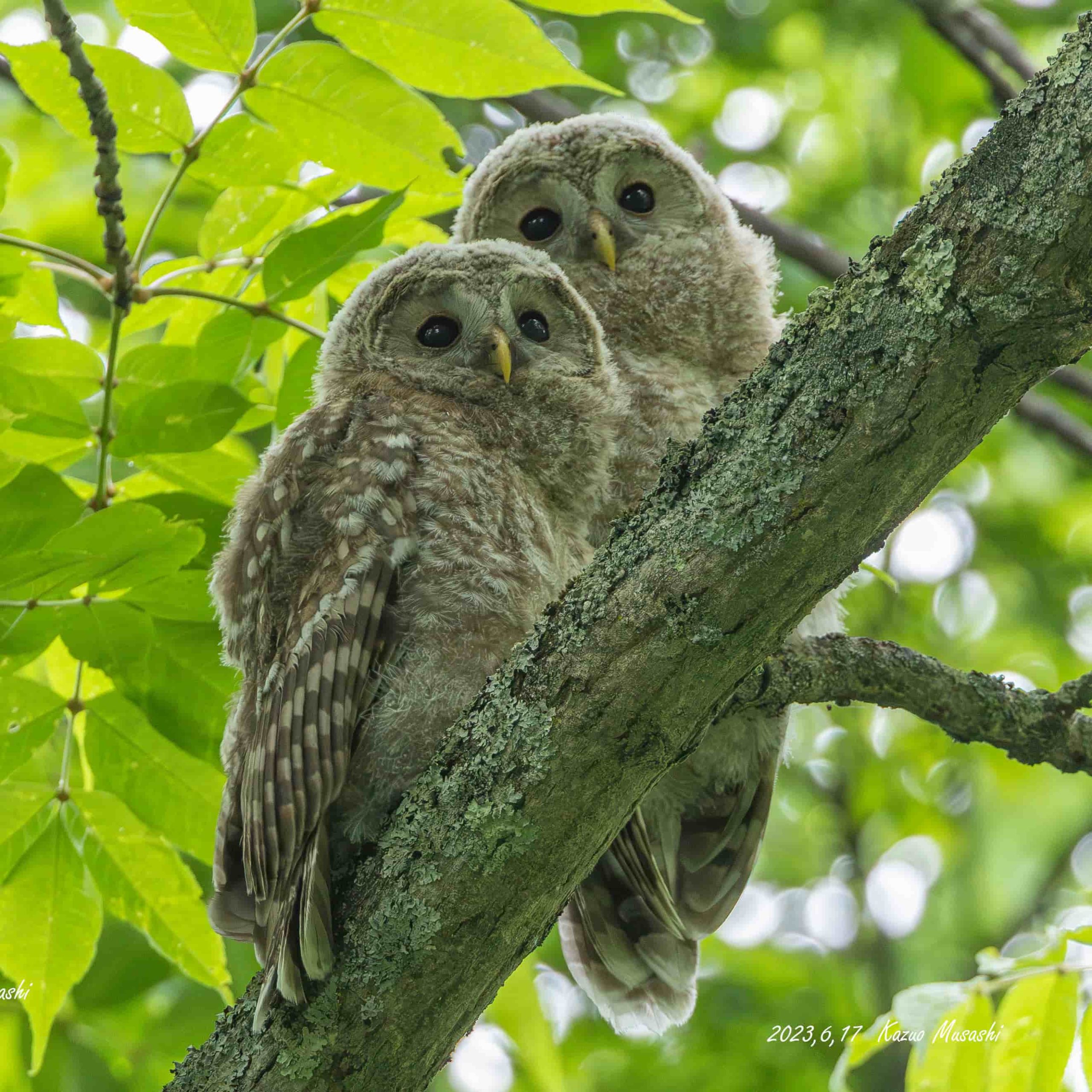 エゾフクロウの親子に出会えました