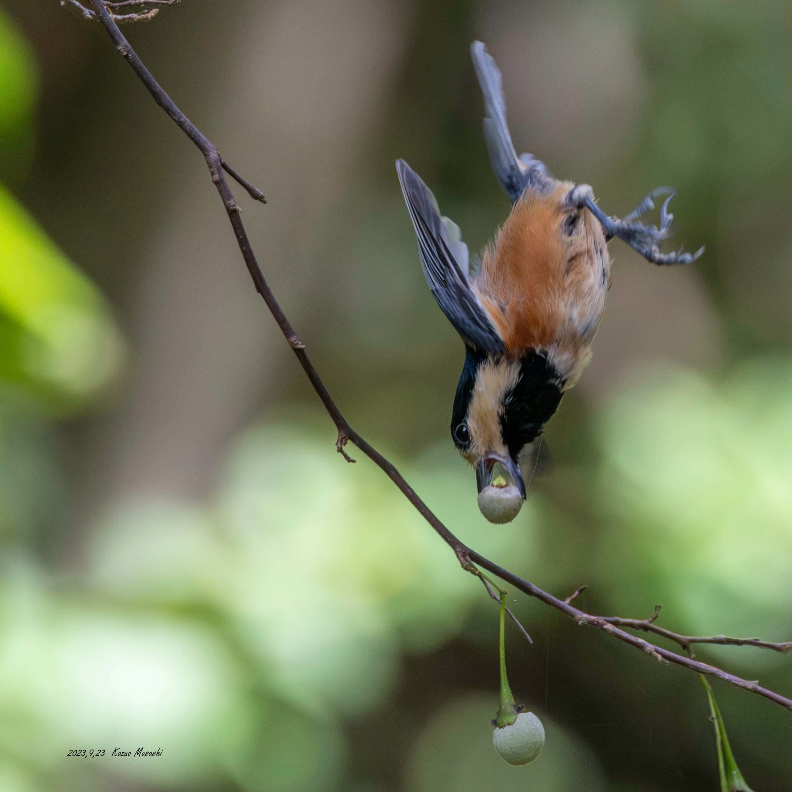 エゴの実を食べにやってきたヤマガラ
