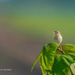 巣作りの材料を口にくわえたセッカです