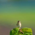 巣作りの材料を口にくわえたセッカです