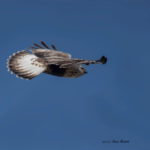 宮城にやってきたケアシノスリ、飛翔をとらえることができました