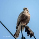 珍しいケアシノスリが宮城にもやってきました