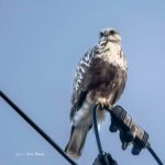 宮城にやってきたケアシノスリ、珍しいです