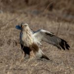 宮城にやってきたケアシノスリです