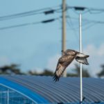 宮城県にやってきたケアシノスリです