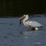 大きな魚をくわえて四苦八苦のアオサギです