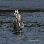 大きな魚をくわえて四苦八苦のアオサギです