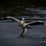 大きな魚をくわえて四苦八苦のアオサギです