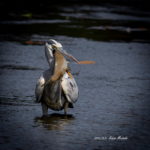 大きな魚をくわえて四苦八苦のアオサギです