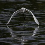 大きな魚をくわえて飛び上がろうとしているオオサギです