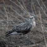 宮城県にやってきたケアシノスリです