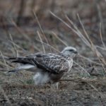 ケアシノスリがやってきました