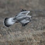 ケアシノスリが飛び立ちました