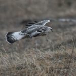 宮城県にやってきたケアシノスリ