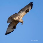 モグラを捕まえてご満悦のノスリです