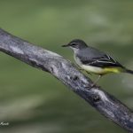 2018年に宮城県で出会ったキセキレイです