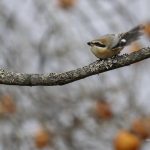 2018年、宮城県で撮影したモズです